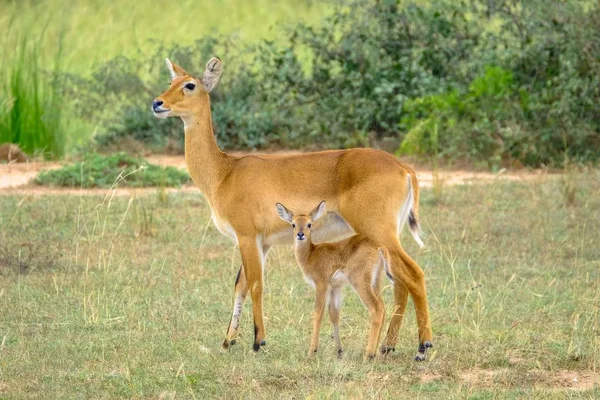 Primer plano de un ciervo bebé y su madre de pie en un campo herboso con fondo natural borroso —  Fotos de Stock