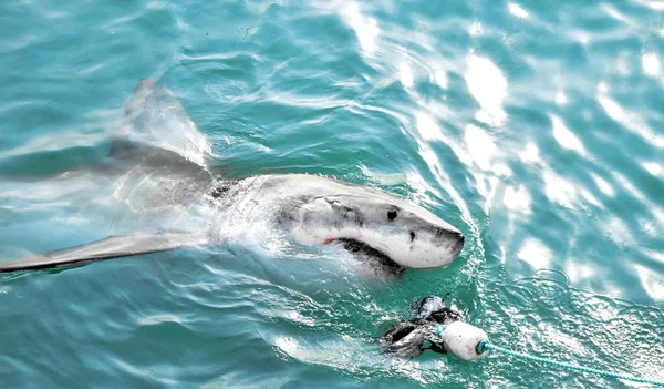 Grande tubarão branco perseguindo uma isca de carne e invadindo a superfície do mar . — Fotografia de Stock