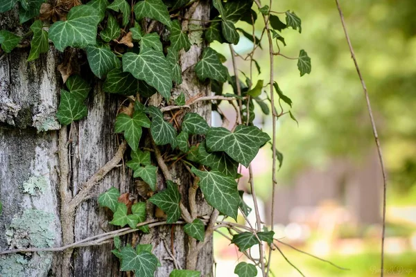 Nahaufnahme von Blättern und Ästen auf der Baumhaut — Stockfoto
