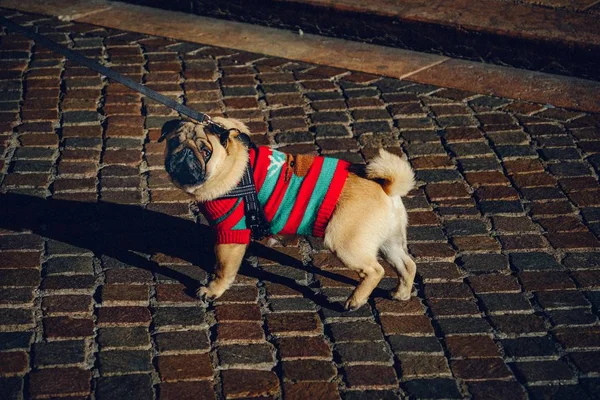Nahaufnahme eines niedlichen Hundes, der ein rot-blau gestreiftes Hemd an der Leine trägt und in die Kamera blickt — Stockfoto