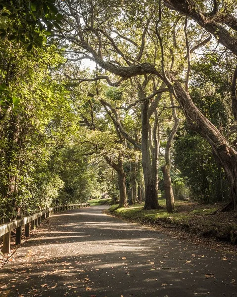 Piękny park z dużymi drzewami i zielenią z zakrzywioną drogą i opadłymi liśćmi — Zdjęcie stockowe