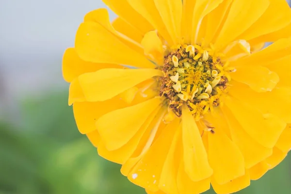 Крупный план желтого цветка, растущего в саду на размытом фоне — стоковое фото