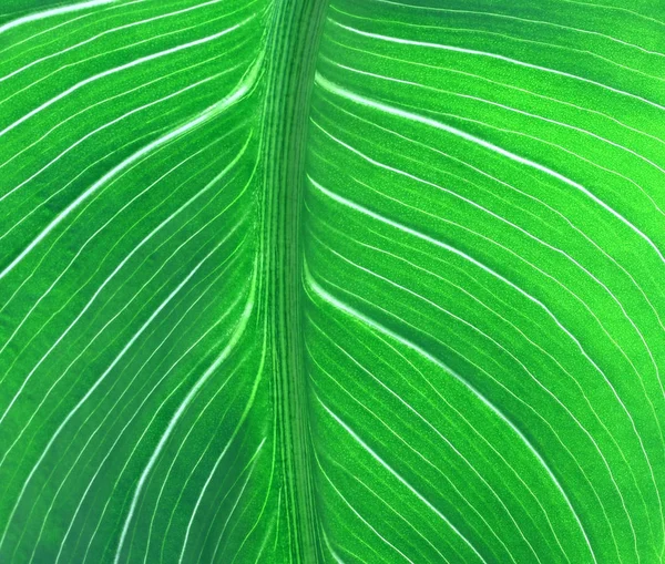 Yeşil bir yaprak. — Stok fotoğraf