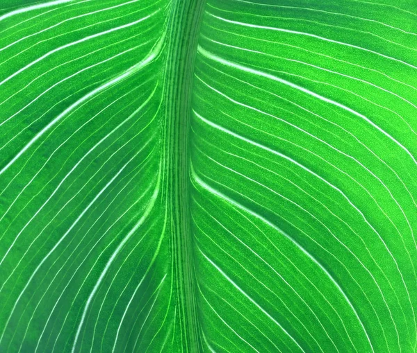 Una hoja verde — Foto de Stock