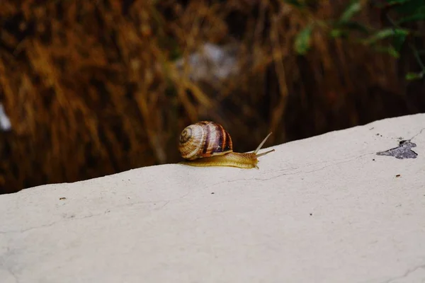 Closeup tiro de um pequeno caracol com uma concha marrom deslizando na ponta de uma pedra — Fotografia de Stock