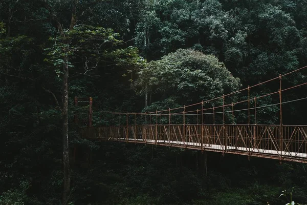 A long canopy walkway bridge in a forest — Stock Photo, Image
