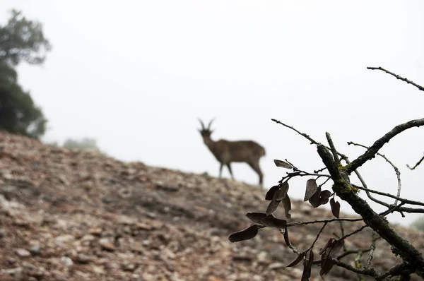 Primo piano di un ramo con una capra sfocata in piedi su una collina sullo sfondo — Foto Stock