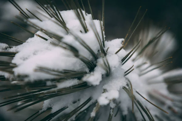 Planta cubierta de nieve —  Fotos de Stock