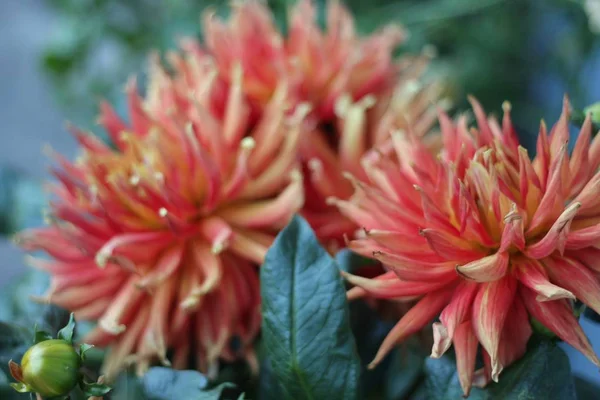 Closeup tiro de uma flor de protea — Fotografia de Stock