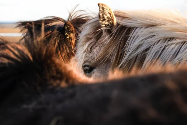 Belo close-up tiro de cavalos marrons e brancos — Fotografia de Stock