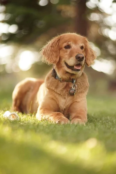 可爱的微笑金毛猎犬的特写躺在草地上，在一个阴天 — 图库照片