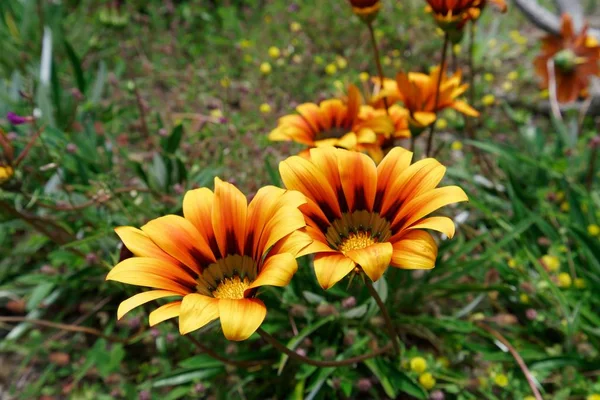 Primo piano di fiori gialli e arancioni con sfondo naturale sfocato — Foto Stock