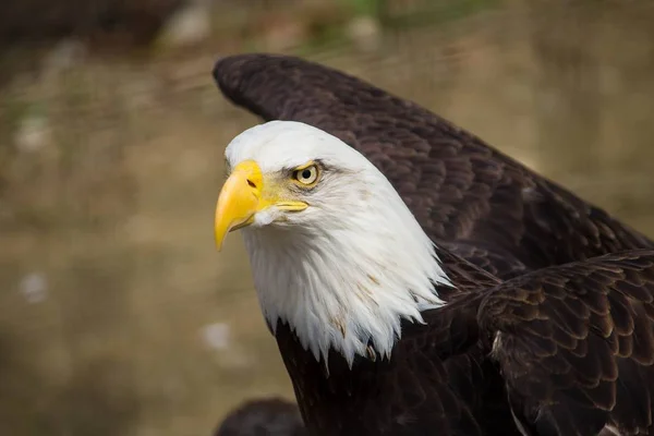 Closeup of a beautiful bald eagle in the forest