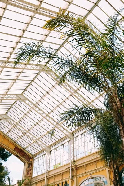 Belo tiro vertical de uma grande árvore exótica em um jardim botânico com um teto de vidro — Fotografia de Stock