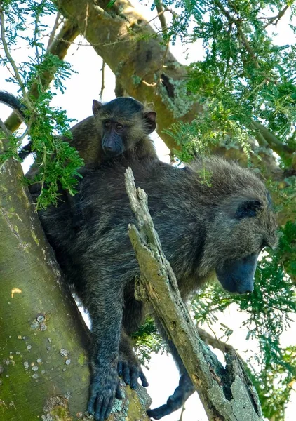 Вертикальний знімок мавпи, що сидить на її матерях на дереві — стокове фото