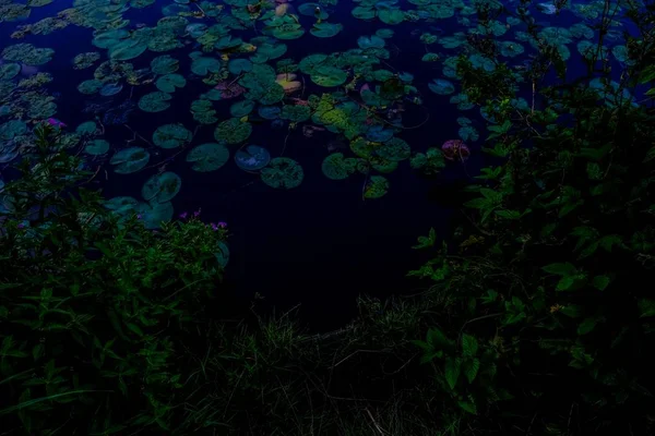 Beautiful shot of round leaves in the water near plants