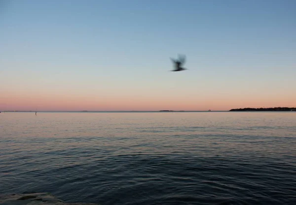 Colpo largo di un uccello nero che vola sopra un mare sotto un cielo rosato chiaro — Foto Stock