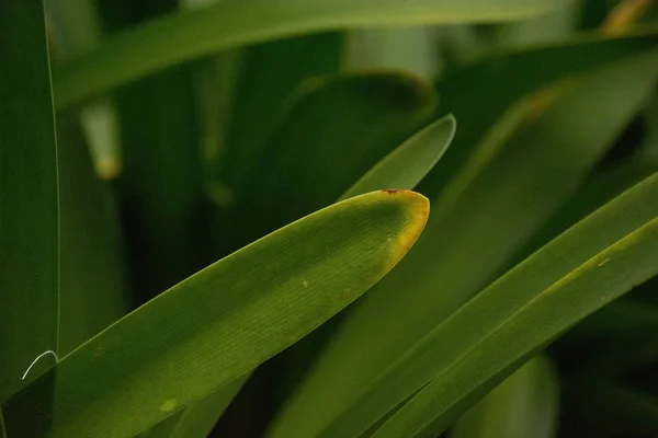 Close-up van groene bladeren van een grote plant in een bos — Stockfoto