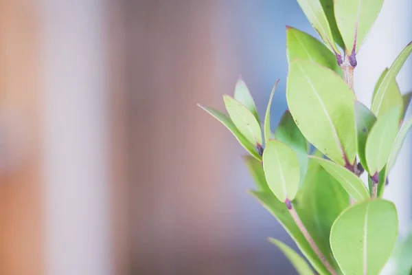 Primer plano de una hermosa planta verde frondosa con un fondo borroso y espacio para el texto — Foto de Stock