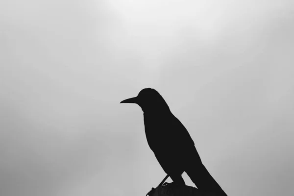 Silhueta de um pássaro com um fundo de céu natural desfocado — Fotografia de Stock