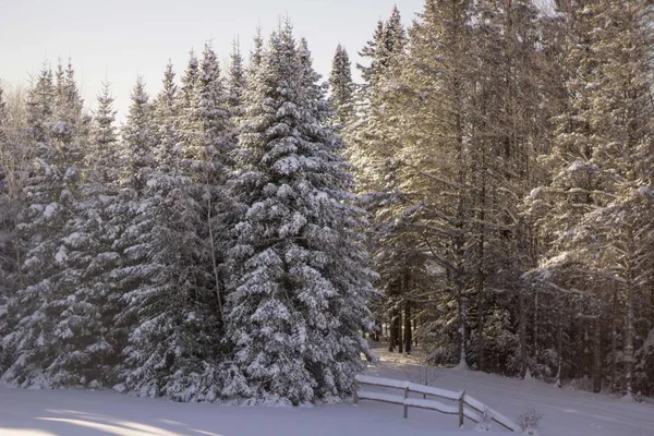 Vacker bild av en pinjeskog täckt av snö under vintern — Stockfoto