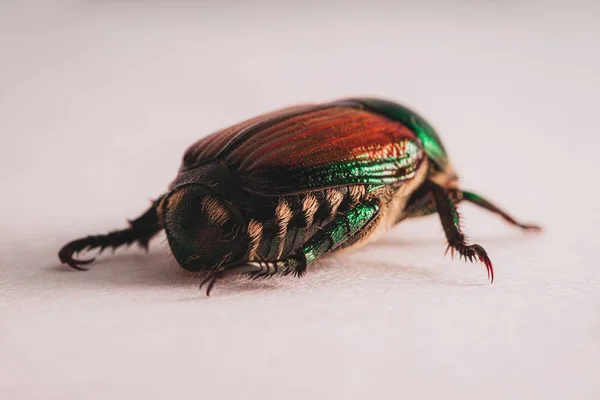 Escarabajo Japonés (Popillia japonica ) — Foto de Stock