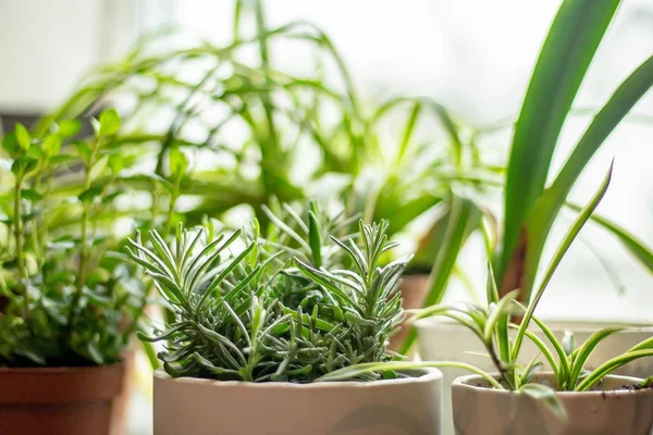 Variety of green plants in large beige and brown pots — Stock Photo, Image