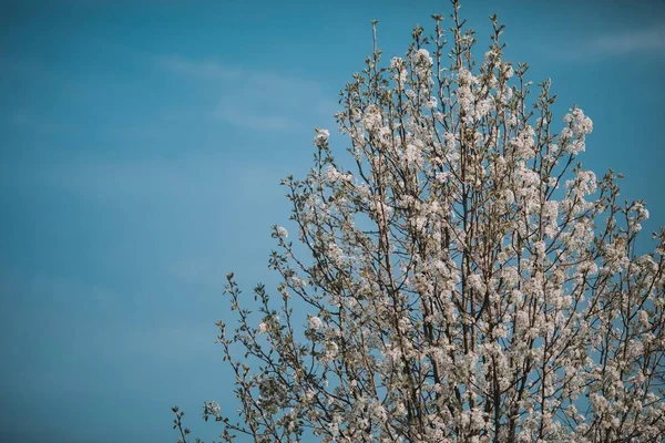 Belo tiro de uma árvore de cereja florescente com um céu azul claro no fundo — Fotografia de Stock