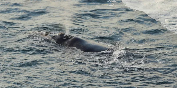 Southern Right Whale, Eubalaena australis, close to land, resting at sea surface. Water sprayed out of blowhole. Hermanus, Garden Route South Africa