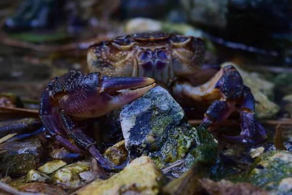 濒临绝种的马耳他淡水蟹（Potamon fluviatile），生活在水流中. — 图库照片