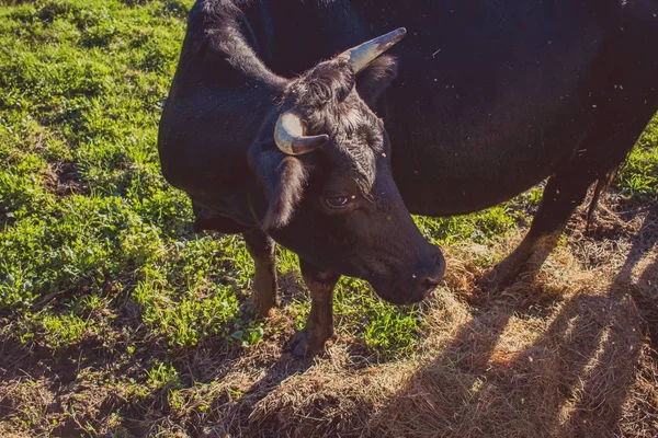 Nagy látószögű lövés egy barna tehén egy napsütéses napon — Stock Fotó