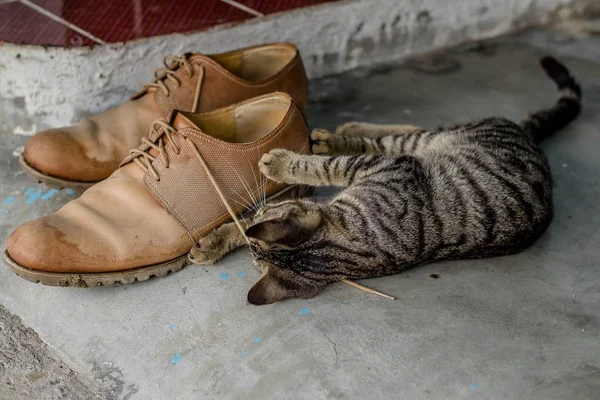 家养可爱的小猫玩鞋带 — 图库照片