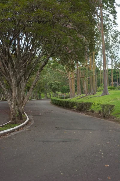 Ağaçlar ve yeşillikile bir parkta Çimento yol — Stok fotoğraf