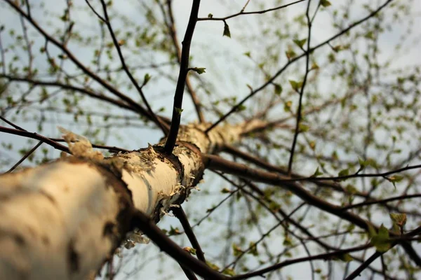 Низький кут крупним планом знімок голого стовбура дерева — стокове фото