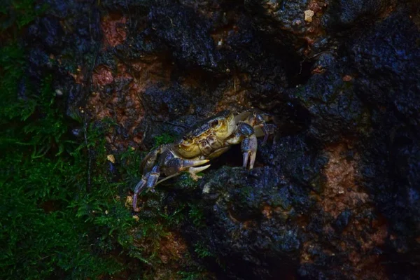 Maltański krab słodkowodny, Potamon fluviatile, błotniste gniazdo nory. — Zdjęcie stockowe