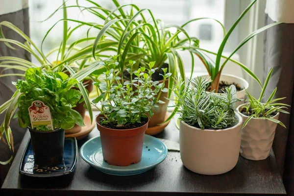 Poucas plantas em vasos castanhos e bege montados em uma mesa de madeira em uma casa com uma janela nas costas — Fotografia de Stock