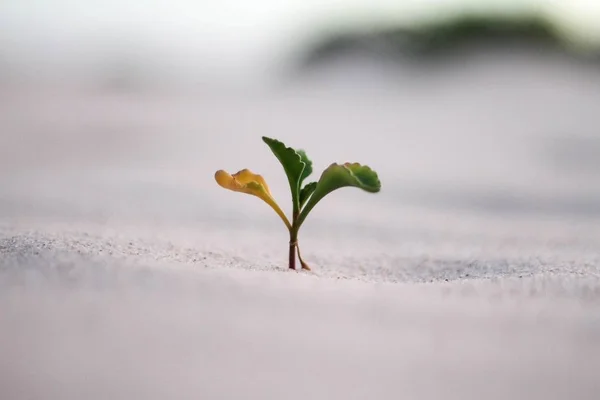 Красивый крупным планом снимок желтого и зеленого растения в песке — стоковое фото