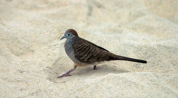 Closeup z šedého a hnědého ptáka na bílém písku — Stock fotografie