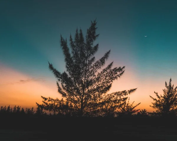 Bela árvore alta em um campo com um pôr do sol incrível no fundo — Fotografia de Stock
