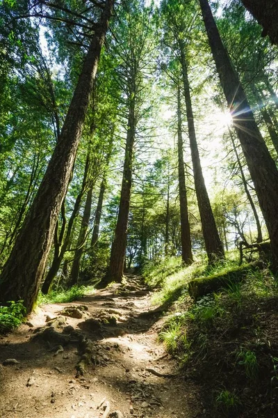 Κάθετη βολή ενός μονοπατιού στο λόφο που περιβάλλεται από δέντρα και γρασίδι με φως του ήλιου να λάμπει — Φωτογραφία Αρχείου
