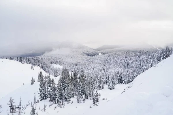 白い雪と空の下で多くのスプルースで満たされた山々の広いショット — ストック写真