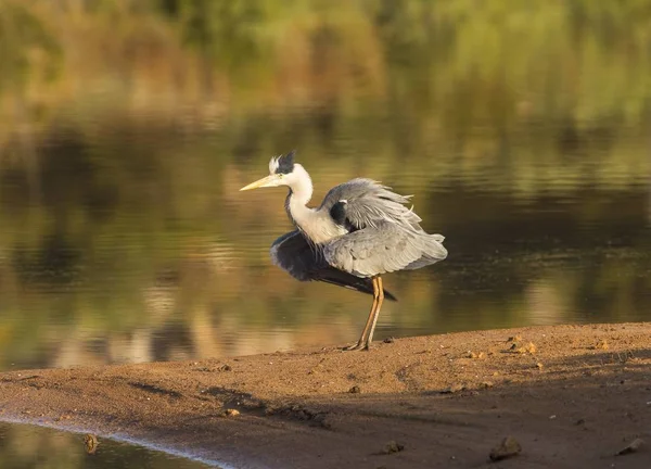 Garça cinzenta ardea cinerea — Fotografia de Stock