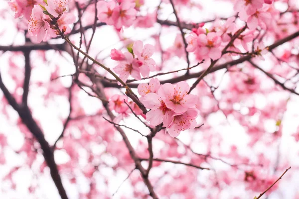 Цветение сакуры — стоковое фото