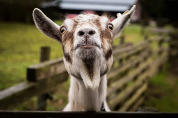 A funny goat looking at camera — Stock Photo, Image