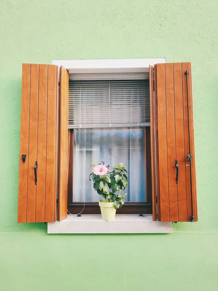 Ventana en una pared verde claro colorido con una flor en una olla en el alféizar de la ventana — Foto de Stock