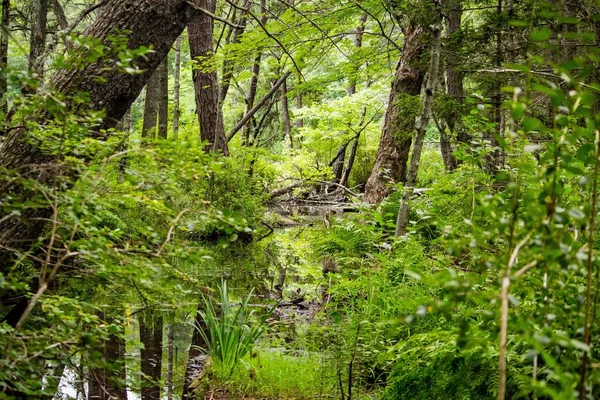 Meer stroomt tussen planten en bomen in een bos — Stockfoto