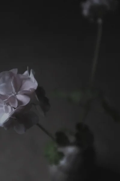 Belle branche de fleur rose clair — Photo
