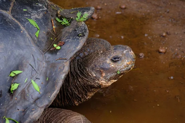 Fechar de uma tartaruga estaladiça olhando para a câmera na água — Fotografia de Stock