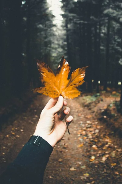 Мужская рука держит красивый золотой осенний лист в лесу — стоковое фото