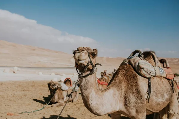 Cammello al guinzaglio per i turisti in Egitto — Foto Stock